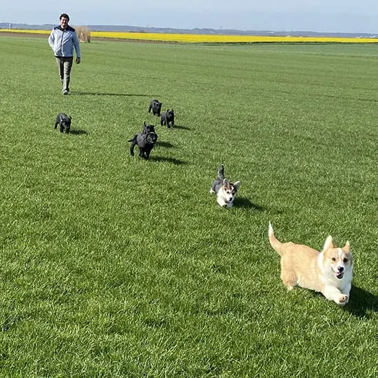 Un de nos chiots