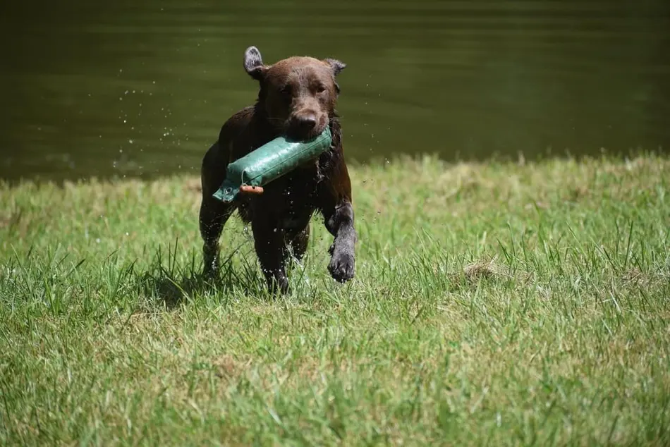 Nos chiens en extérieur