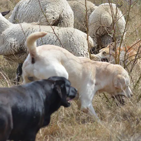 Un de nos labradors dans les champs