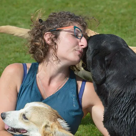 Un de nos corgis dans l'herbe