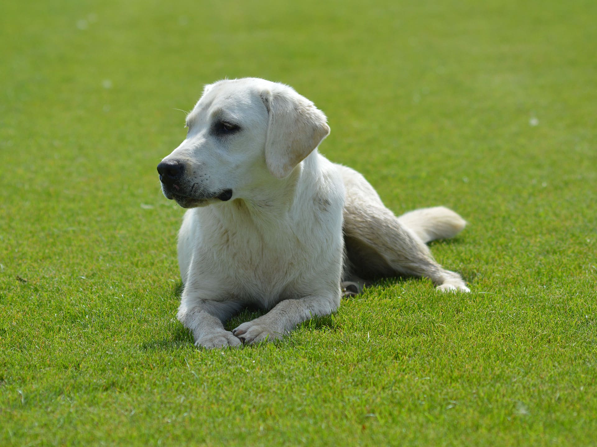 Labrador Retriever