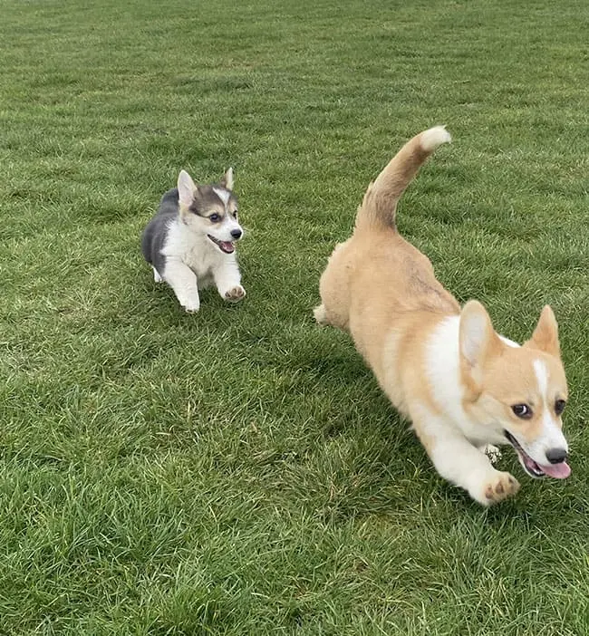 Un de nos corgis dans l'herbe