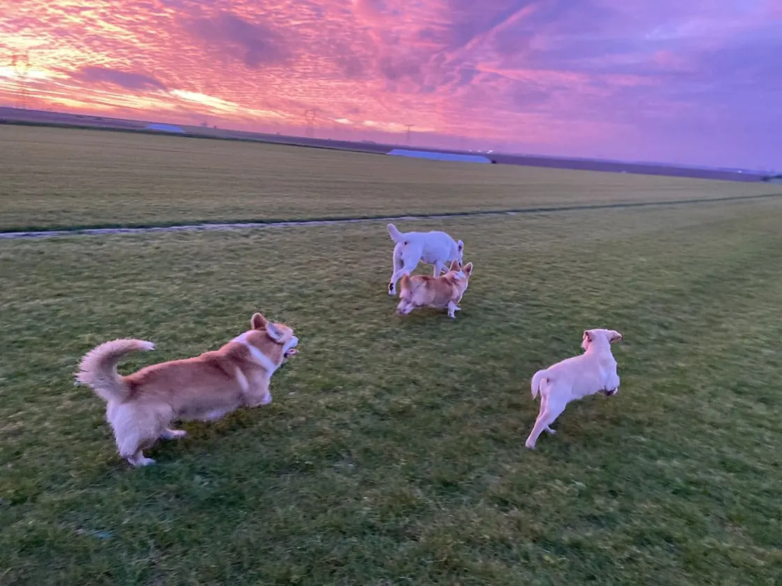 Guillaume à l'entraînement avec un labrador