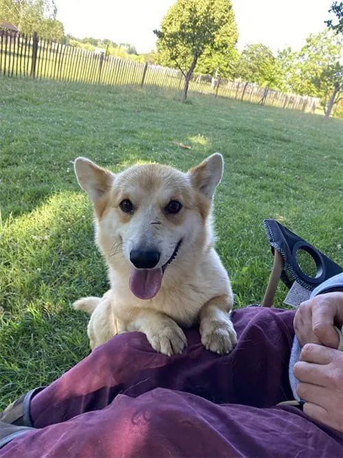 Un de nos corgis en balade