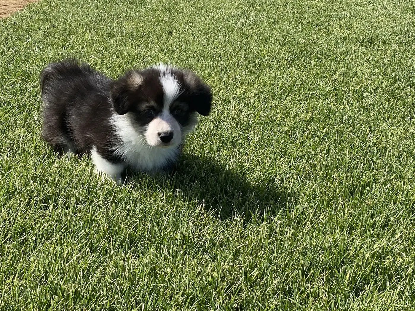 Un chiot corgi noir et blanc dans l'herbe