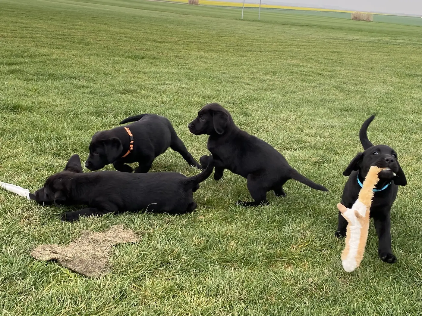 Chiots labradors noirs jouant dans le pré