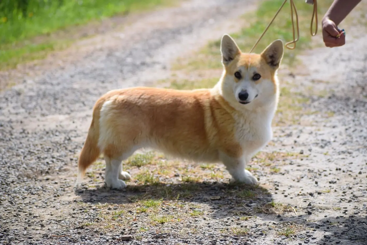 Un de nos corgis Pembroke fauve et blanc