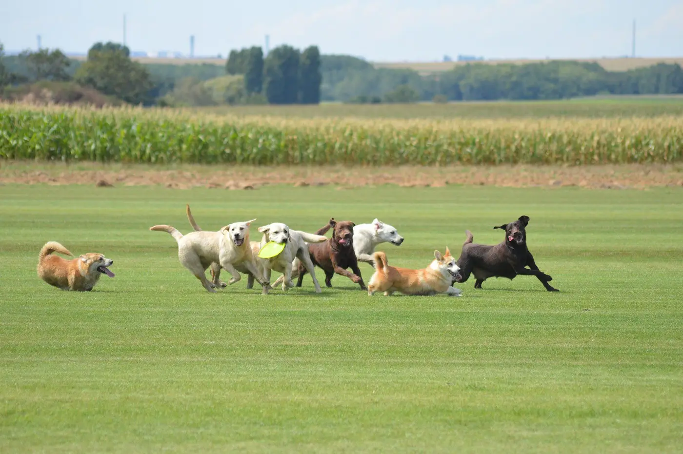 Nos chiens en pleine nature autour de l'élevage