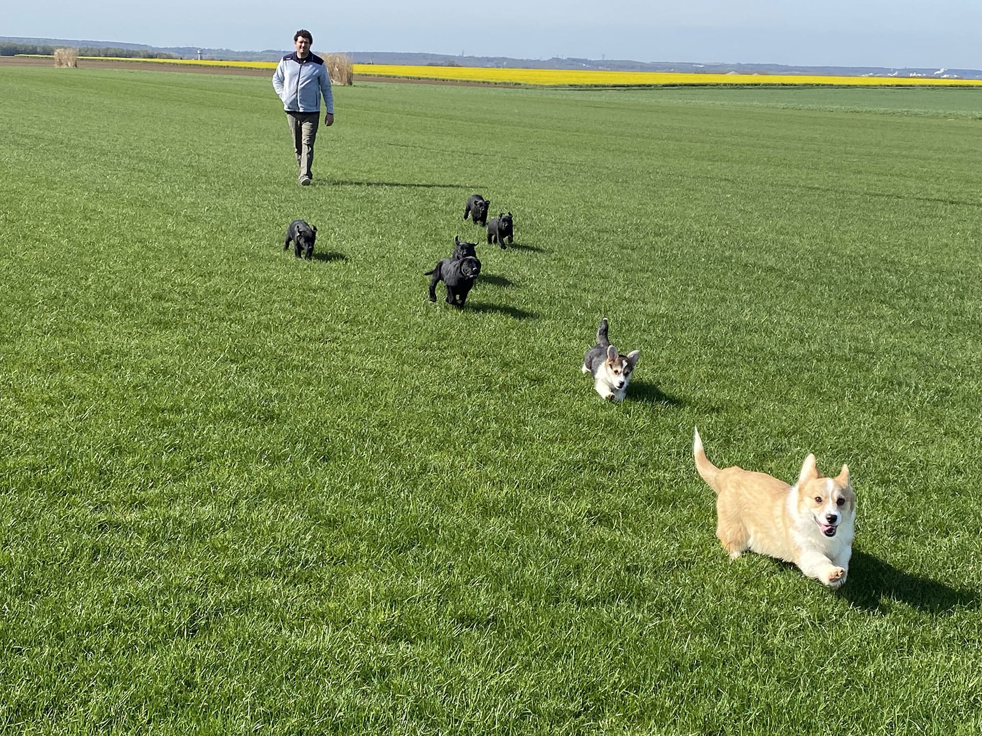 Élevage Sahra & Guillaume – Labradors et Corgis en Île-de-France