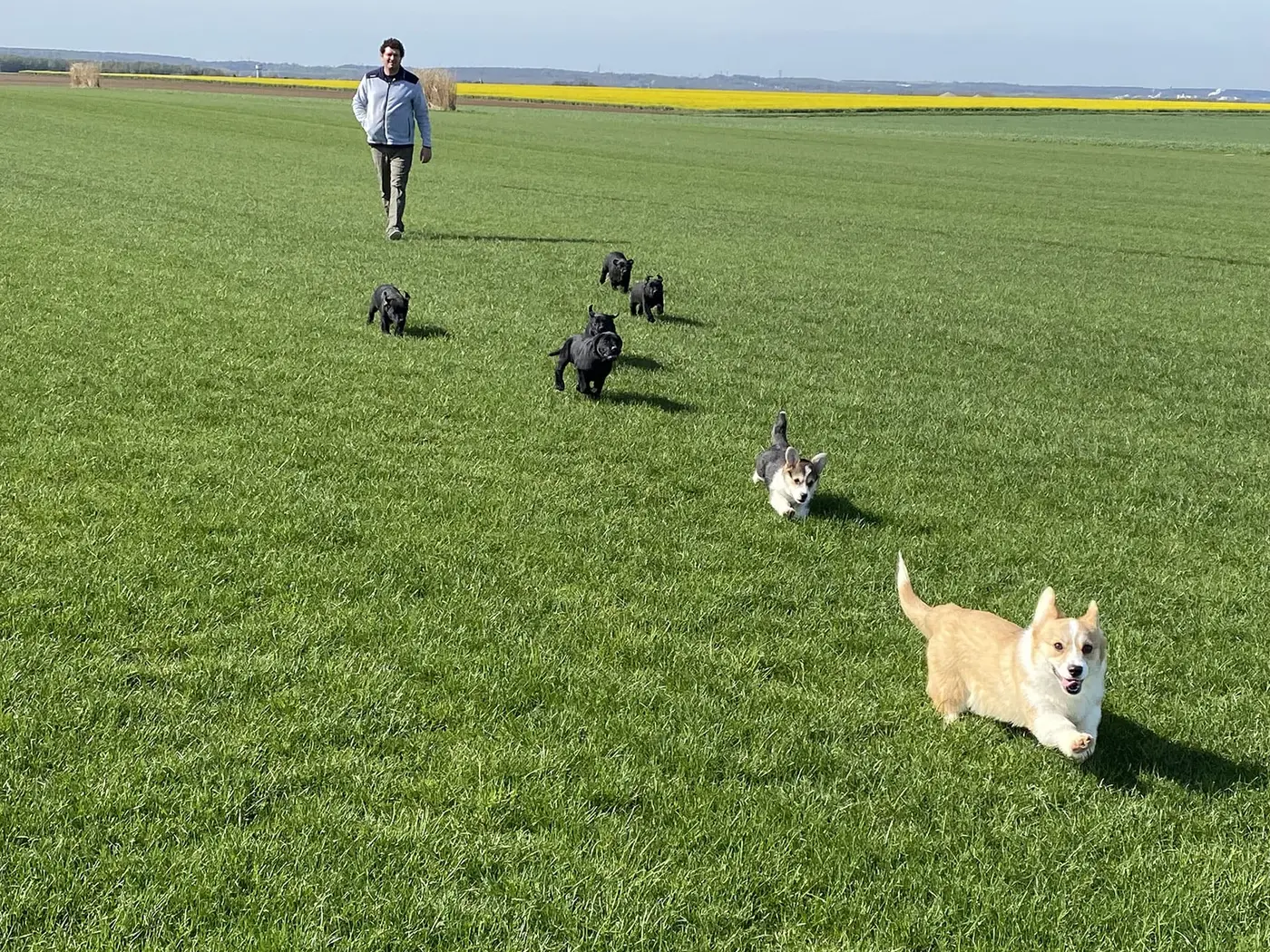 Élevage Sahra & Guillaume – Labradors et Corgis en Île-de-France