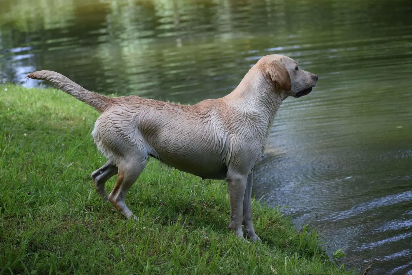 Un de nos labradors sable dans les champs