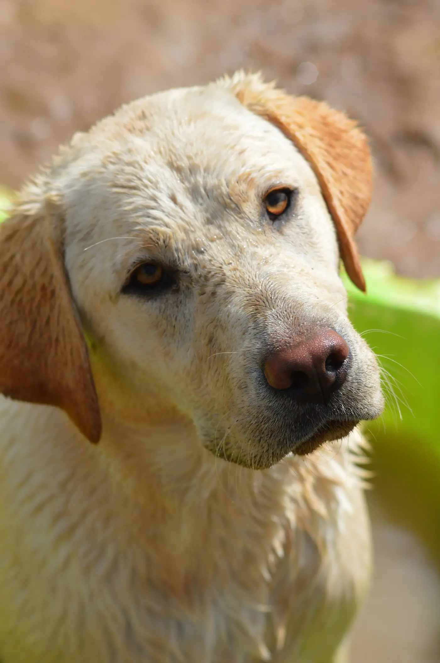 Portrait d'un de nos labradors sable