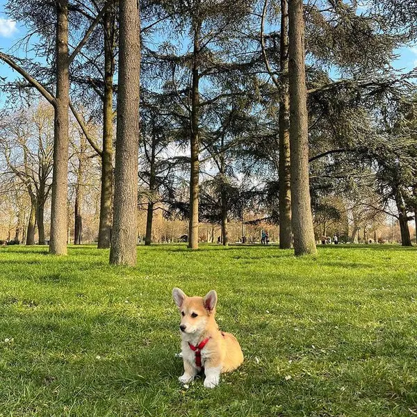 Un de nos corgis en balade au parc