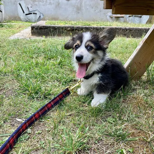 Chiot corgi en laisse dans le jardin