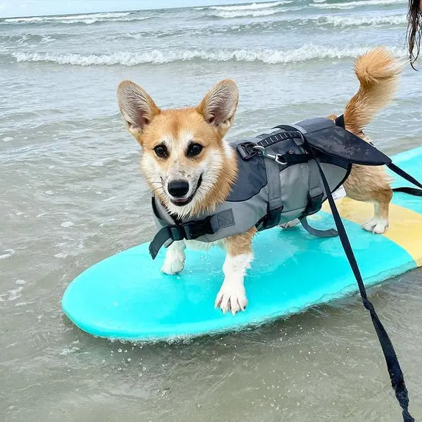 Corgi en gilet de sauvetage sur une planche