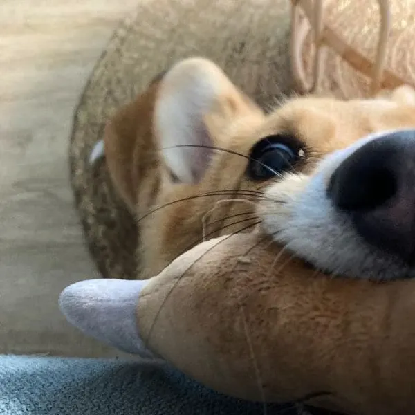 Corgi endormi contre sa peluche