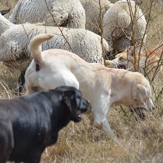 Un de nos labradors