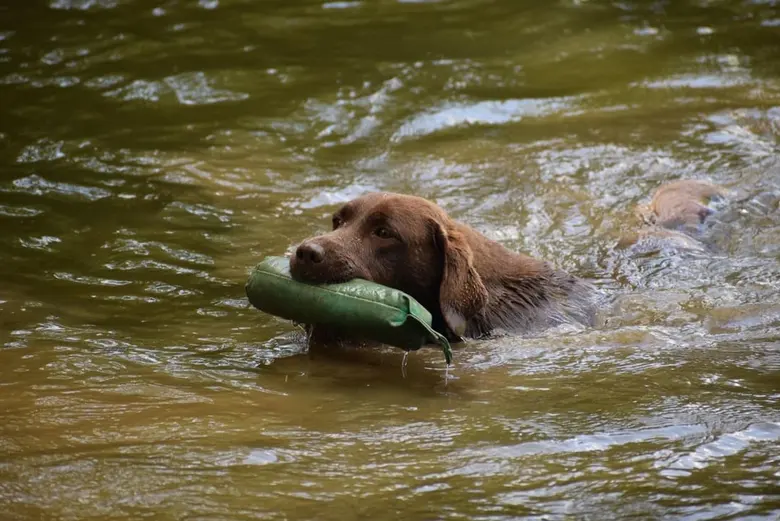 Oups rapportant dans l'eau