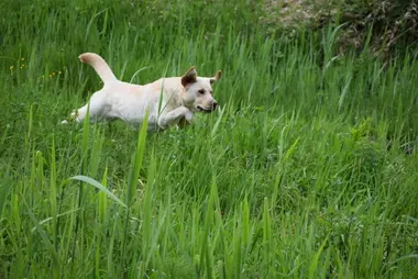 Pamplemousse dans les champs