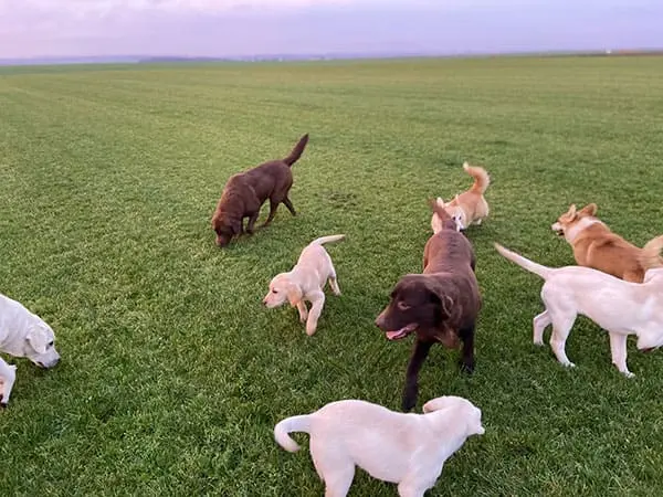 Sahra avec un de nos labradors