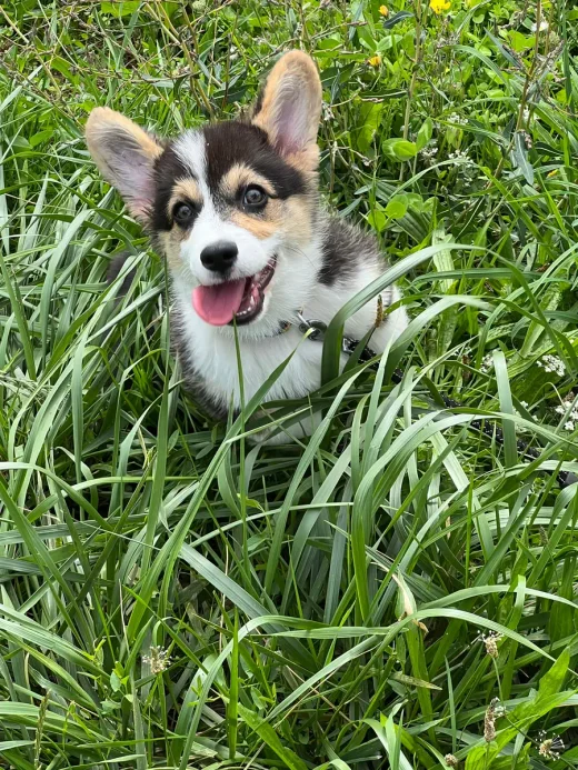 Chiot corgi tricolore assis dans les hautes herbes