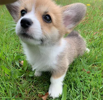 Chiot corgi fauve et blanc debout dans l'herbe