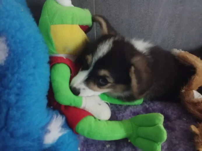 Chiot corgi tricolore blotti contre sa peluche