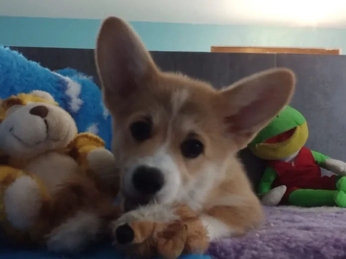 Chiot corgi fauve couché au milieu de ses peluches