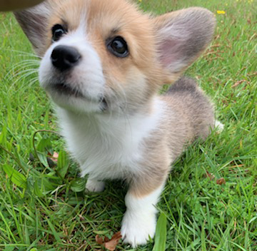 Portée de Corgis Pembroke