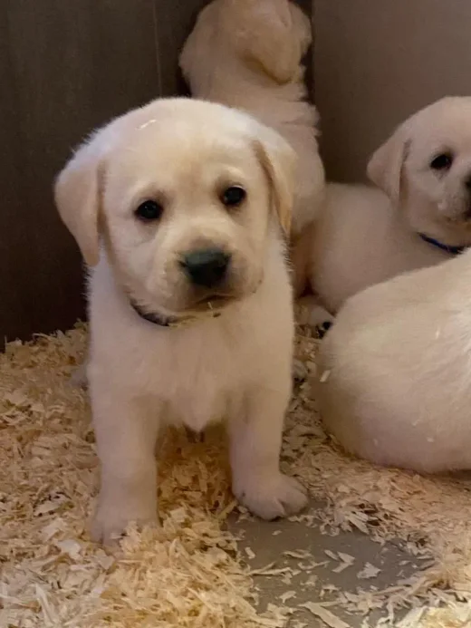 Chiot labrador sable debout sur la litière