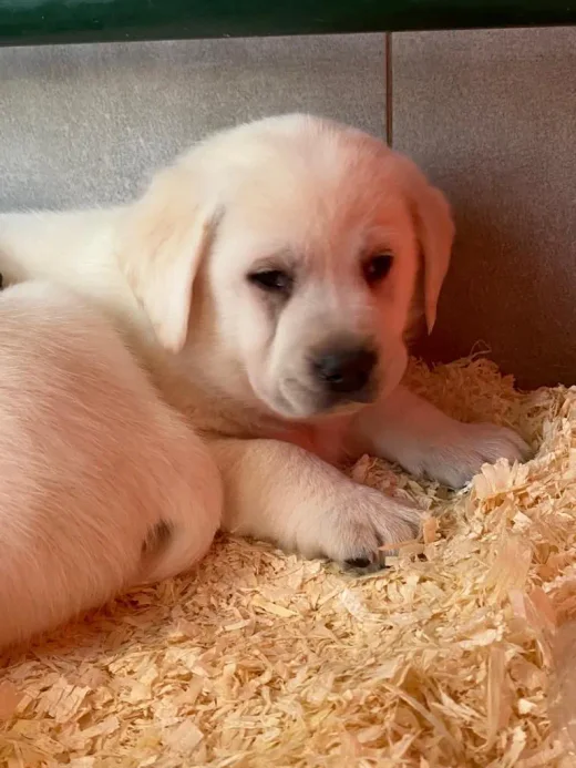 Chiot labrador sable couché, la tête posée sur ses pattes