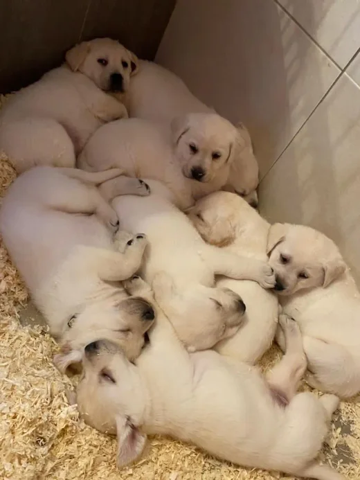 La portée de labradors sable endormie en tas