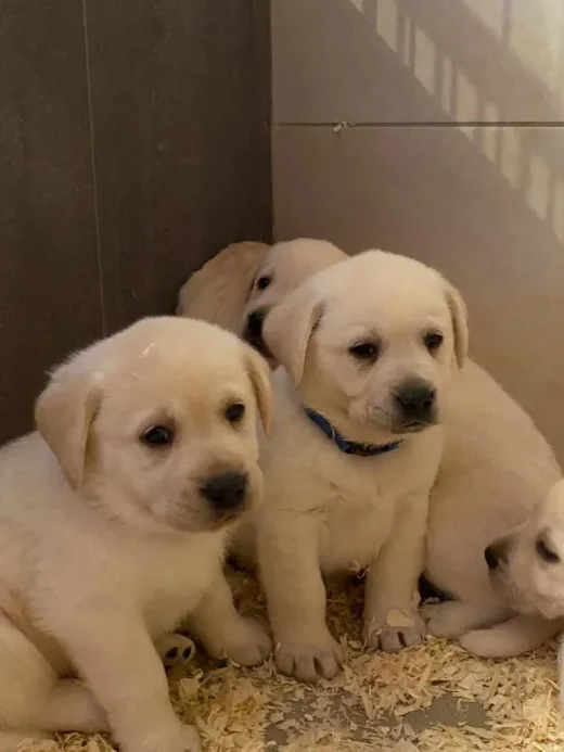 Trois chiots labradors sable assis côte à côte