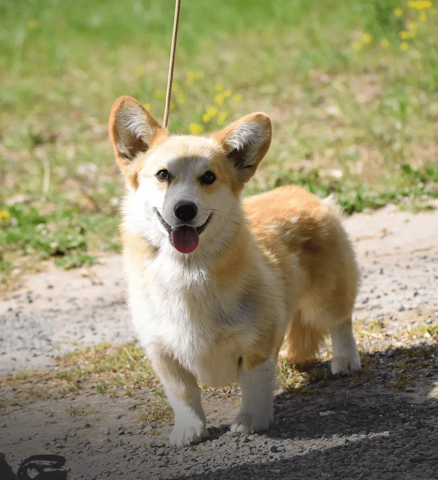 Un de nos corgis Pembroke