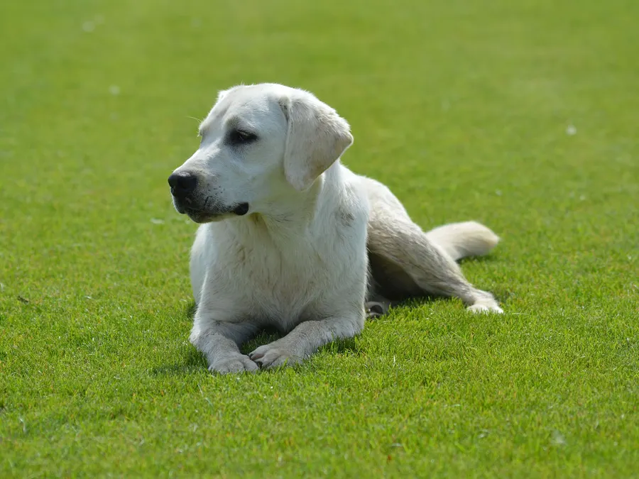 Un de nos labradors sable